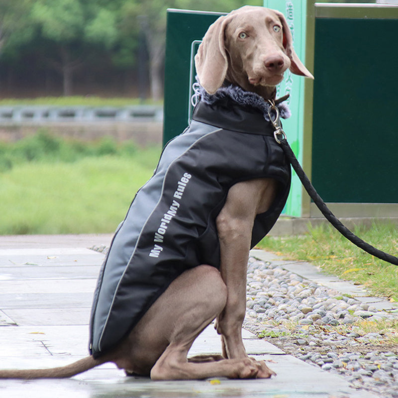 Outdoor Reflective Dog Jacket with Harness